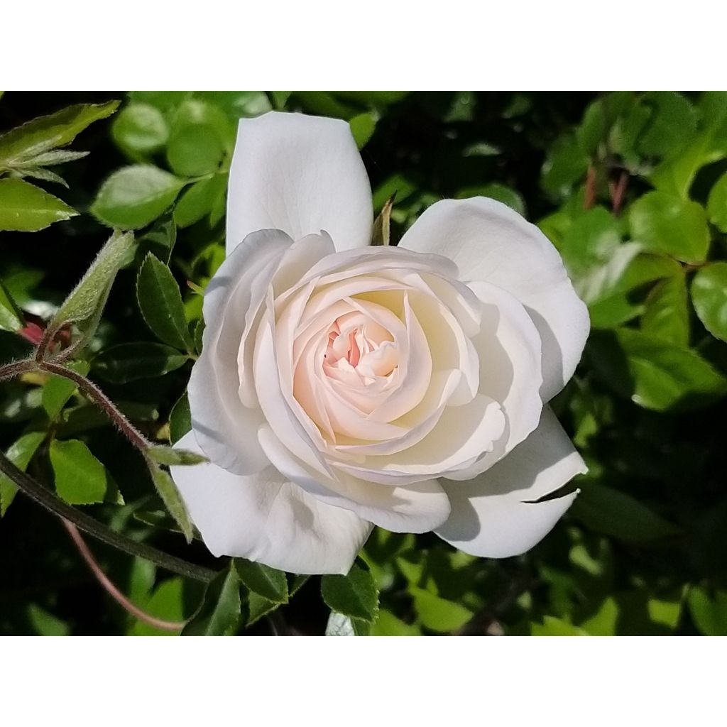 Rosa Climbing Iceberg - Klimroos