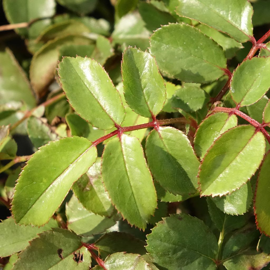 Rosa Florentina - Klimroos