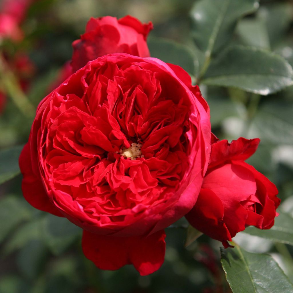 Rosa Florentina - Klimroos