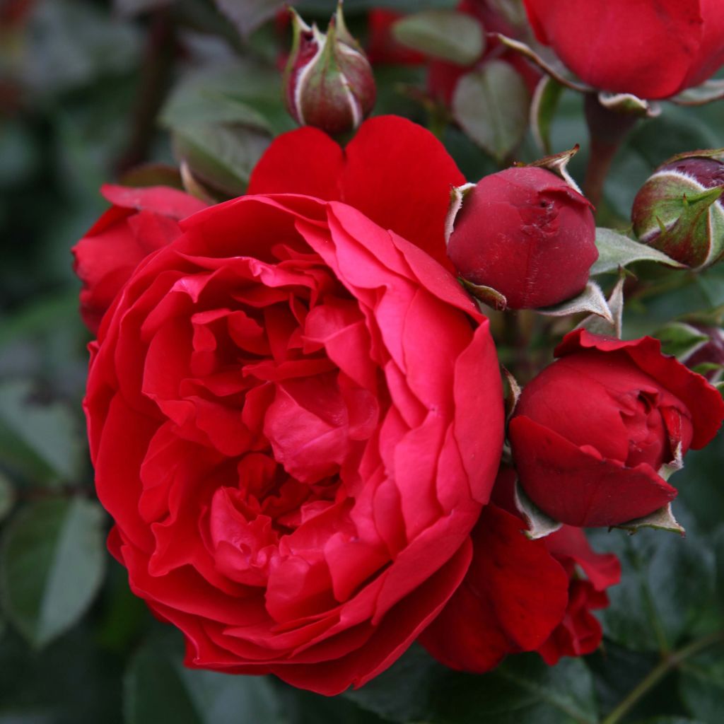 Rosa Florentina - Klimroos