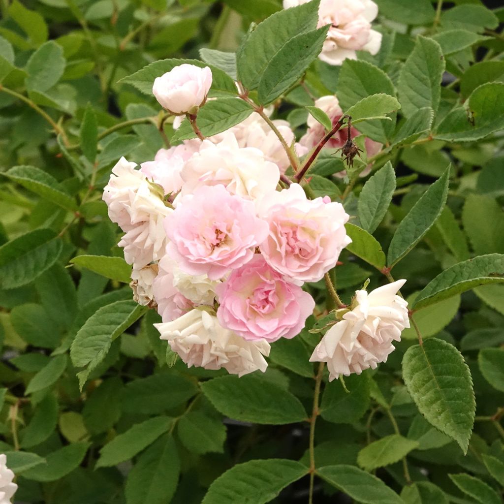 Rosa Frau Eva Schubert - Klimroos