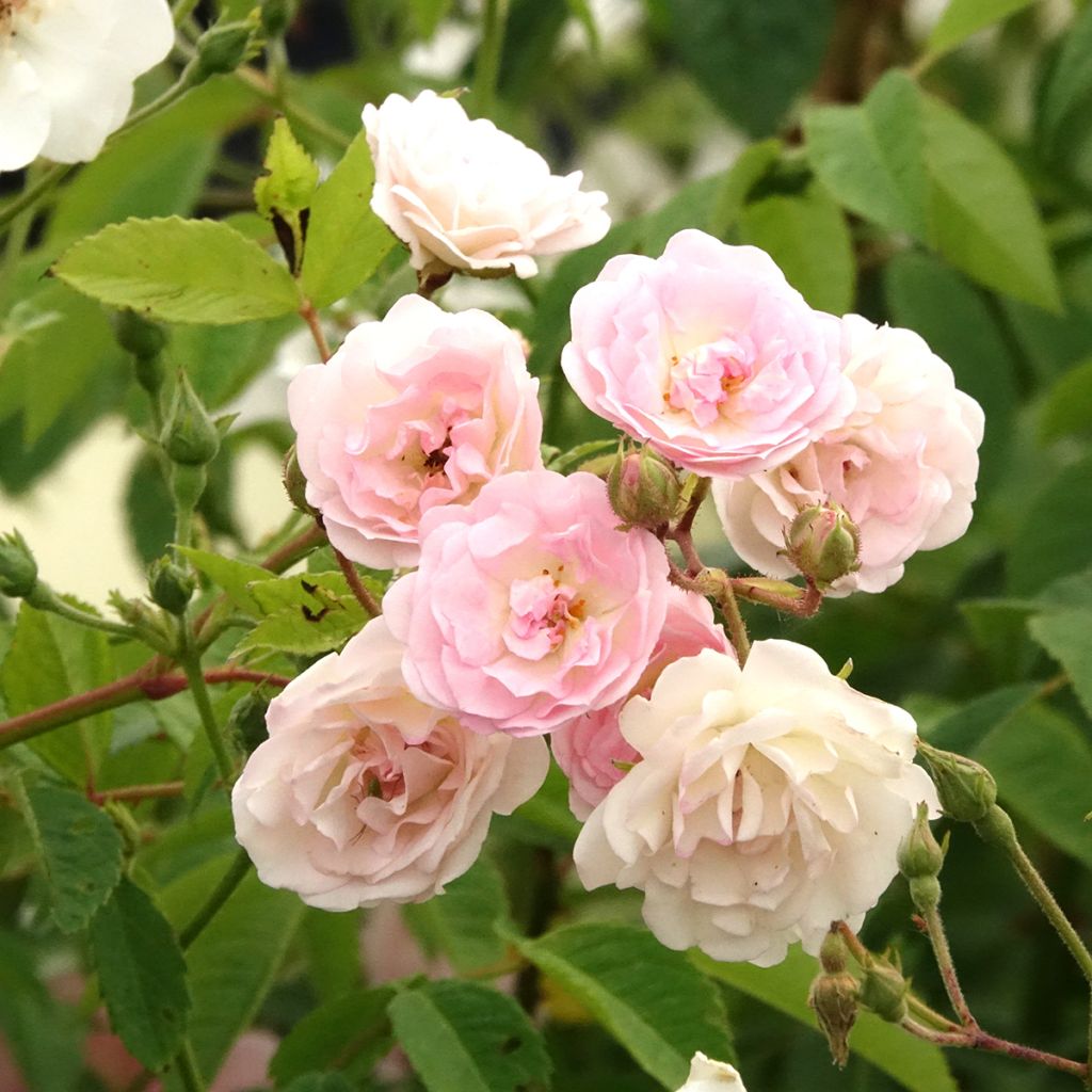 Rosa Frau Eva Schubert - Klimroos