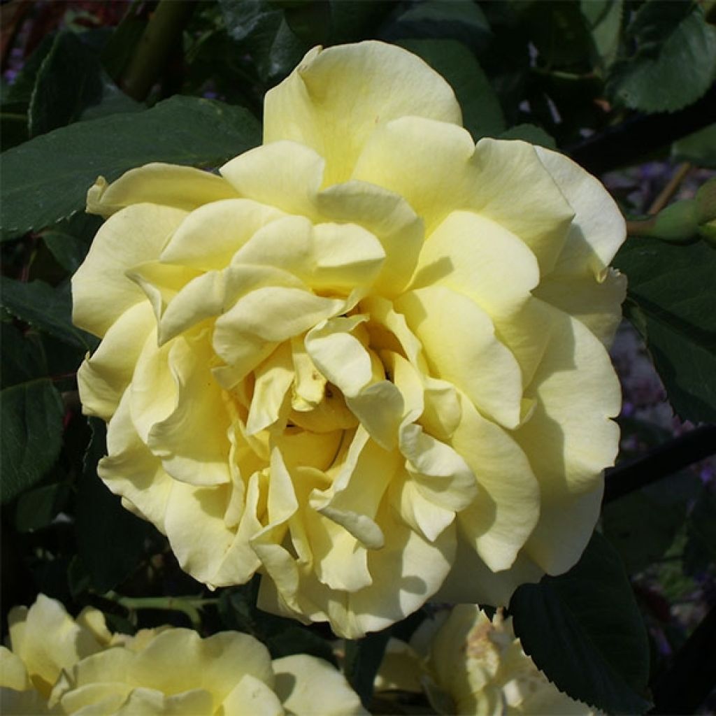 Rosa Golden Gate - Grootbloemige Klimroos