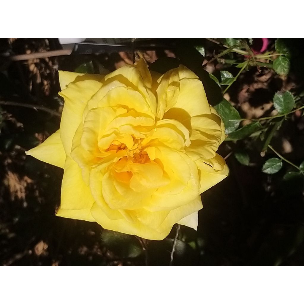 Rosa Goldfassade - Klimroos Goldfassade