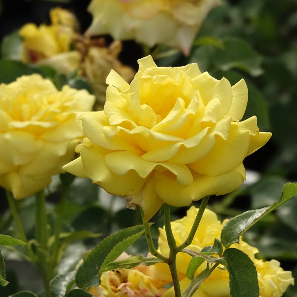 Rosa Goldfassade - Klimroos Goldfassade