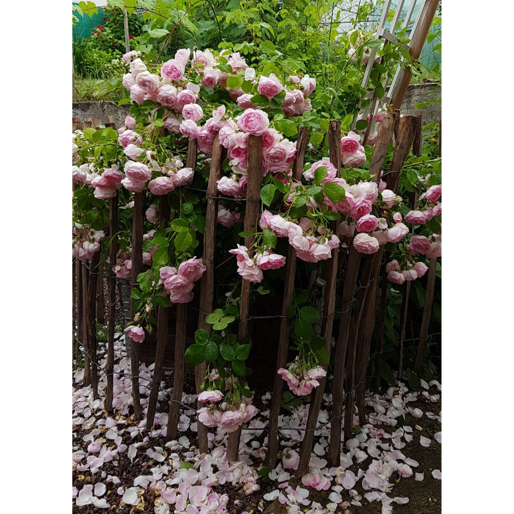 Rosa Jasmina - Klimroos