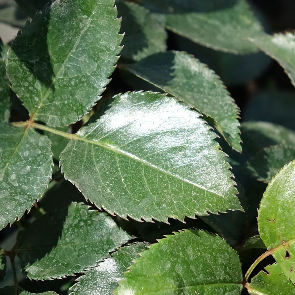 Rosa Red Flame - Grootbloemige Klimroos