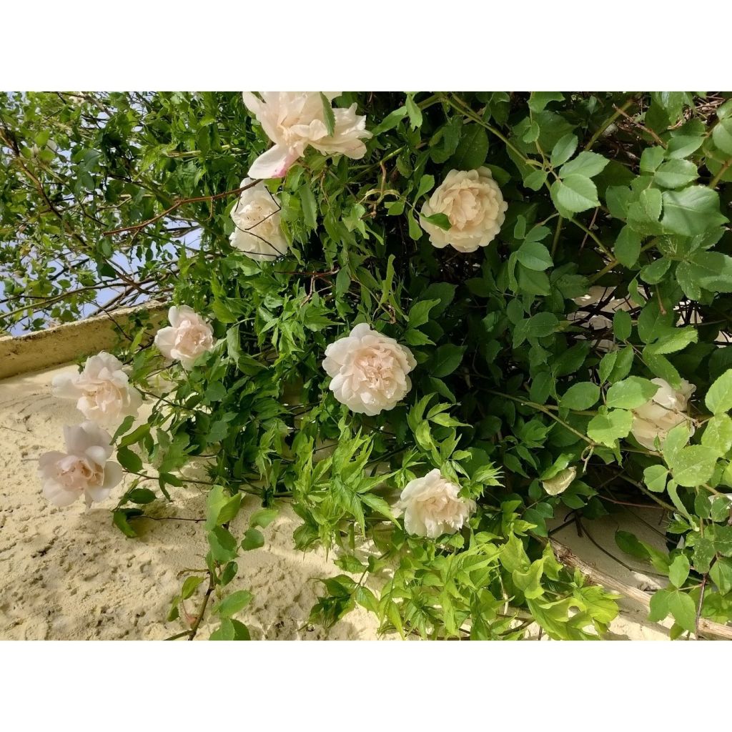 Rosa Madame Alfred Carrière - Klimroos