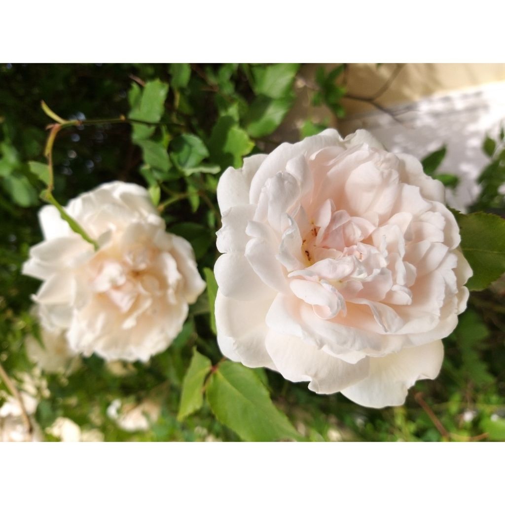 Rosa Madame Alfred Carrière - Klimroos