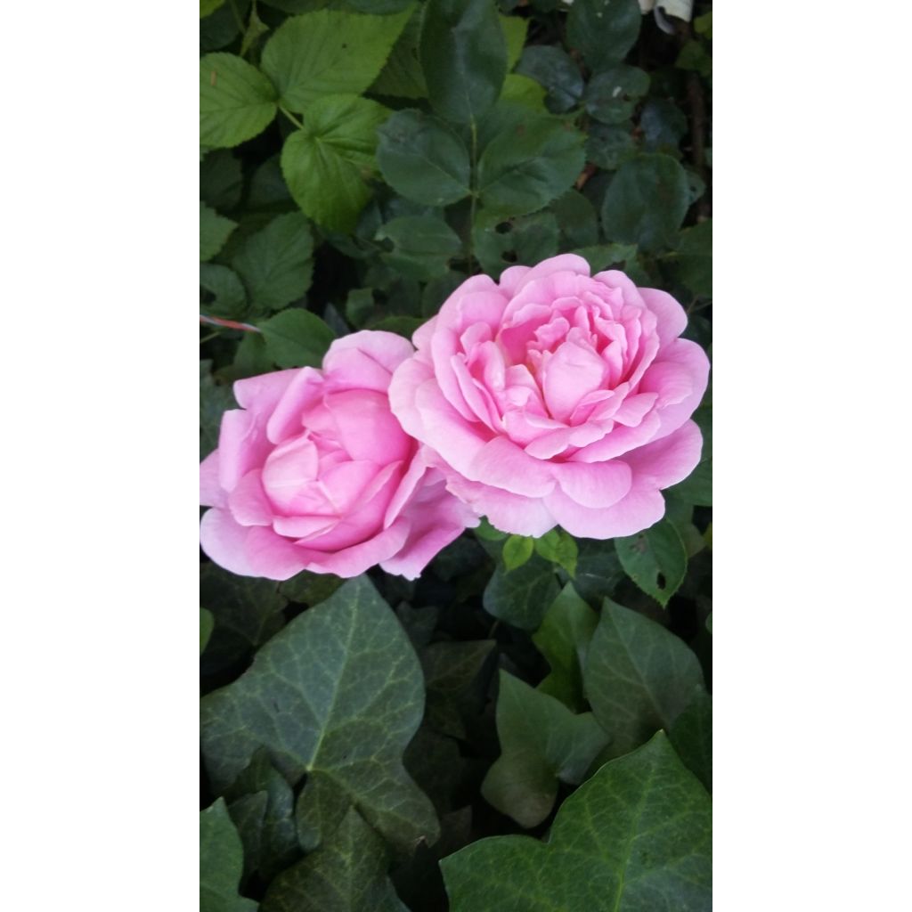 Rosa Madame Caroline Testout - Klimroos