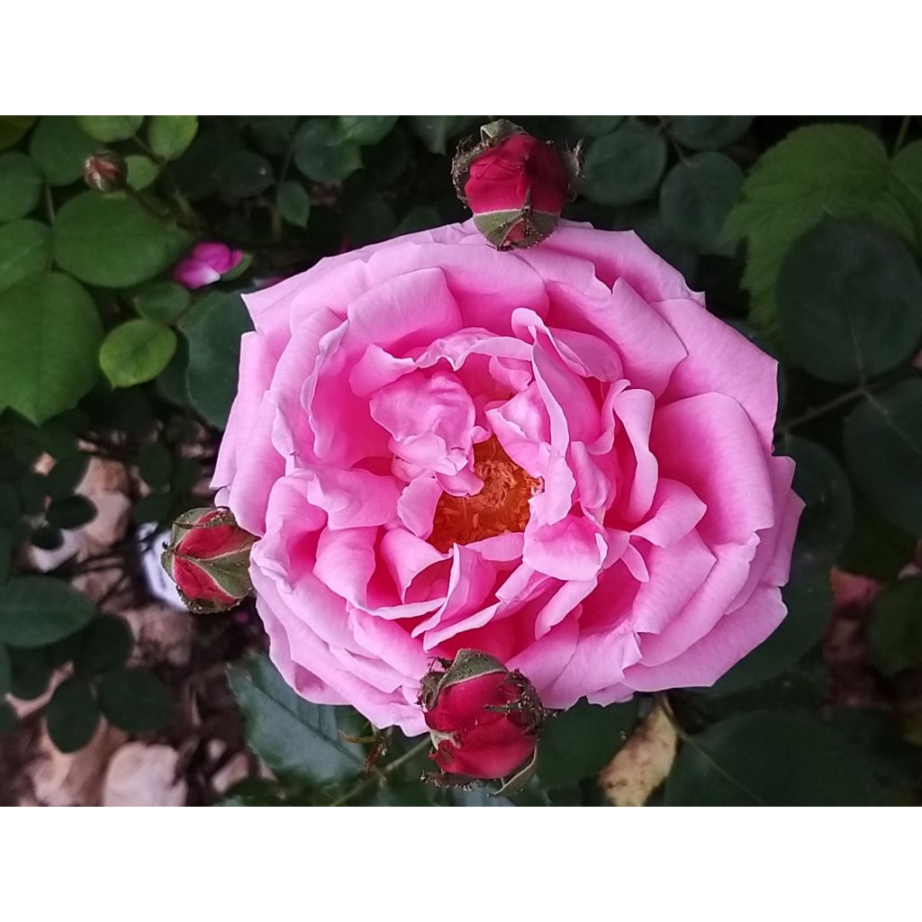 Rosa Madame Caroline Testout - Klimroos