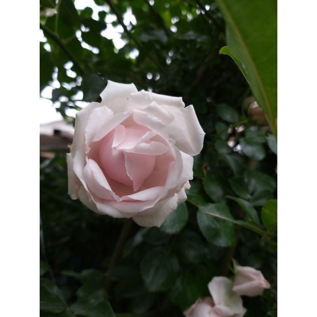 Rosa New Dawn - Klimroos