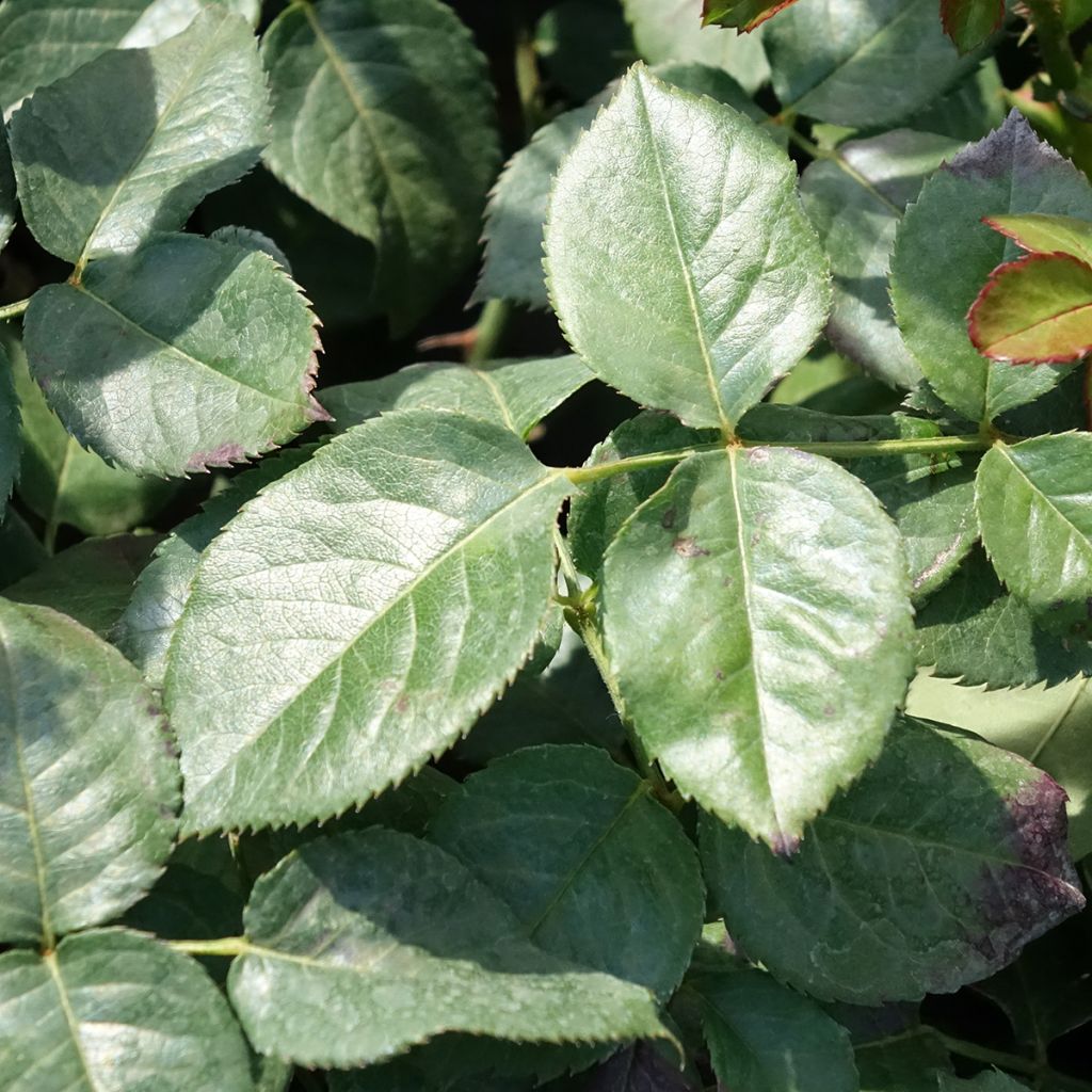 Rosa Oriental Peace - Klimroos