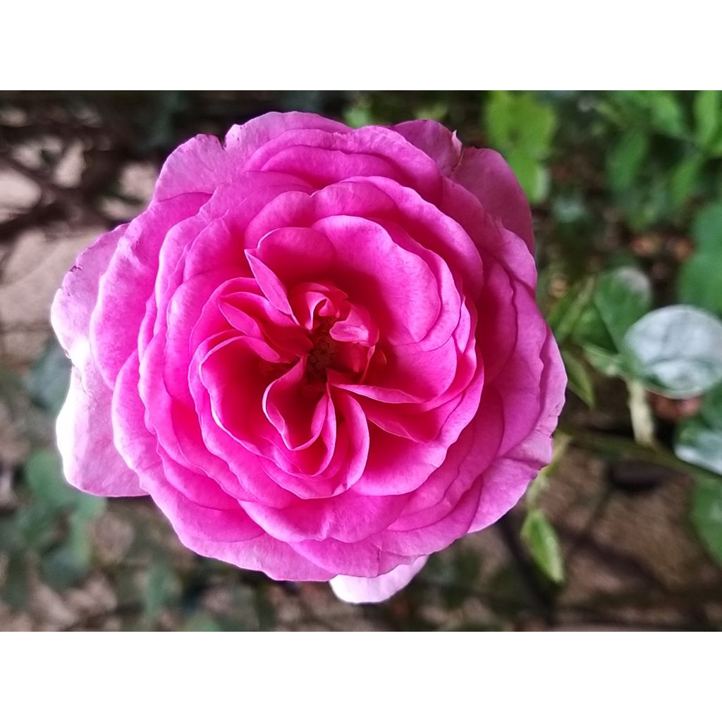 Rosa Ozeana - Klimroos