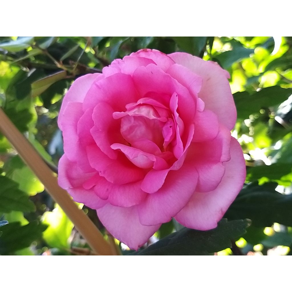 Rosa Parfum Royal - Grootbloemige roos