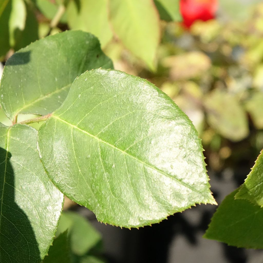 Rosa Paul's Lemon Pillar - Grootbloemige Klimroos