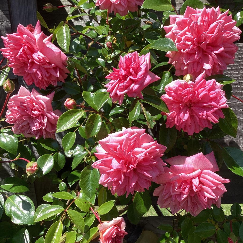 Rosa Paul Transon - Klimroos