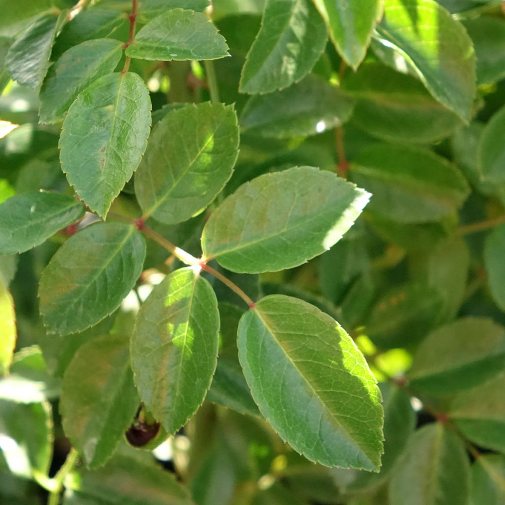 Rosa Paul Transon - Klimroos