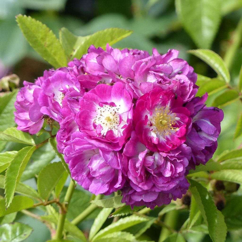 Rosa Perennial Blue - Klimroos