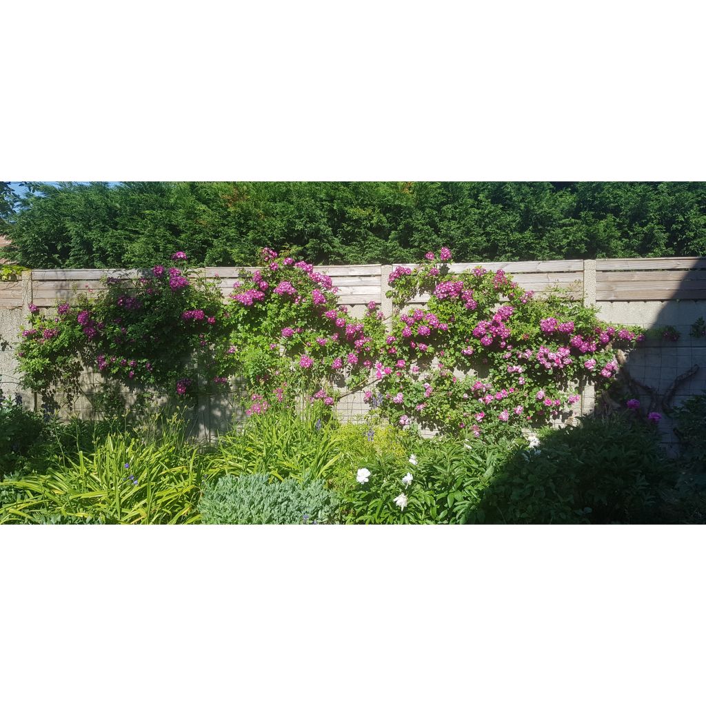 Rosa Perennial Blue - Klimroos