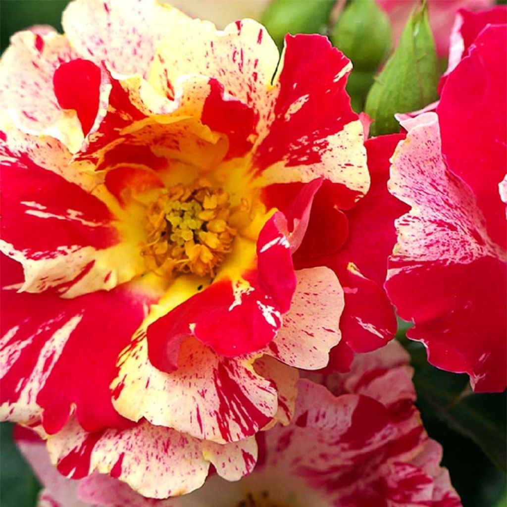 Rosa Vihaïpi - Klimroos