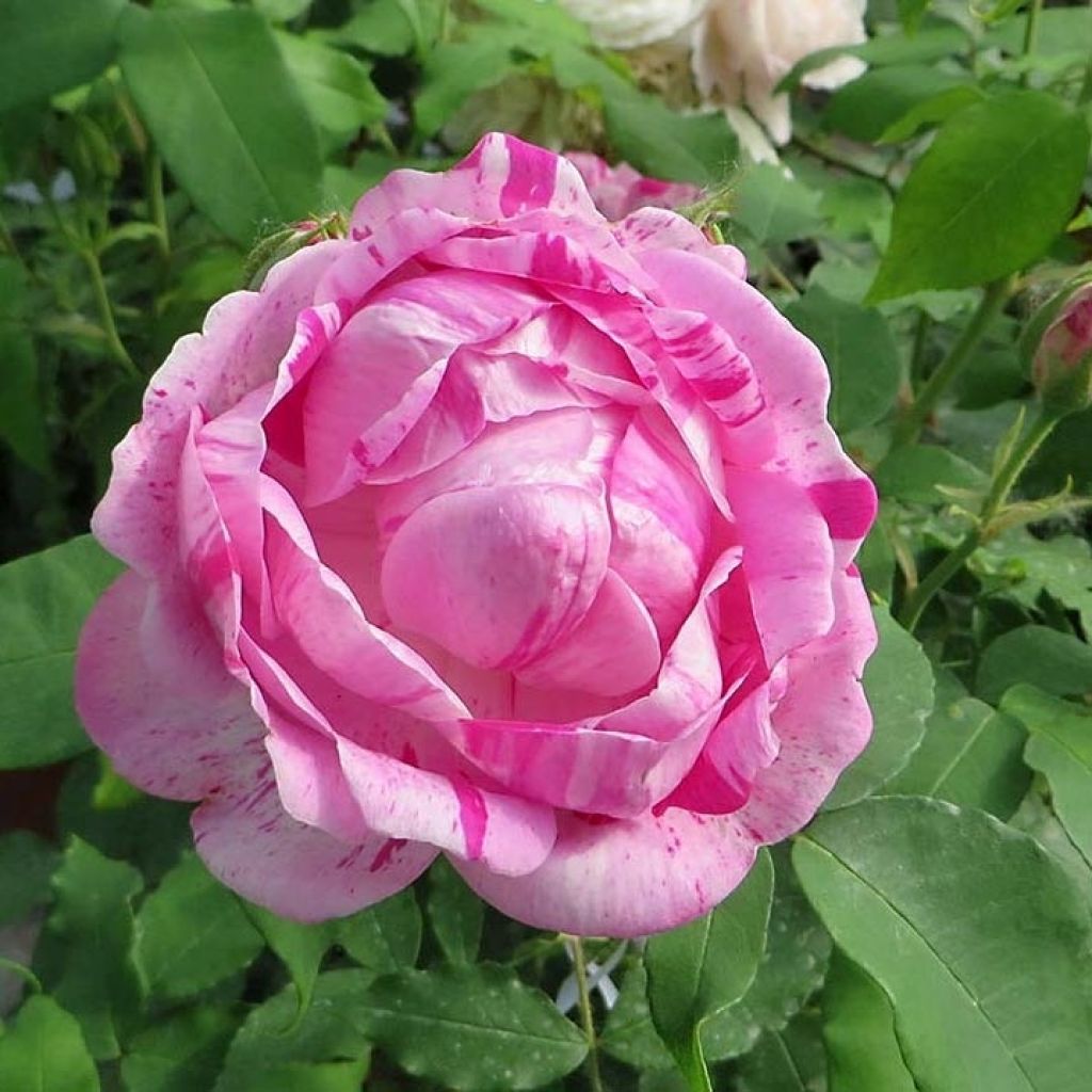 Rosa Gros Provins Panaché - Historische roos