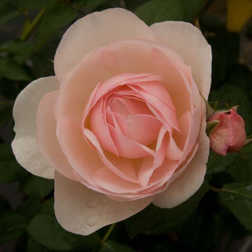 Rosa Heritage - David Austinroos