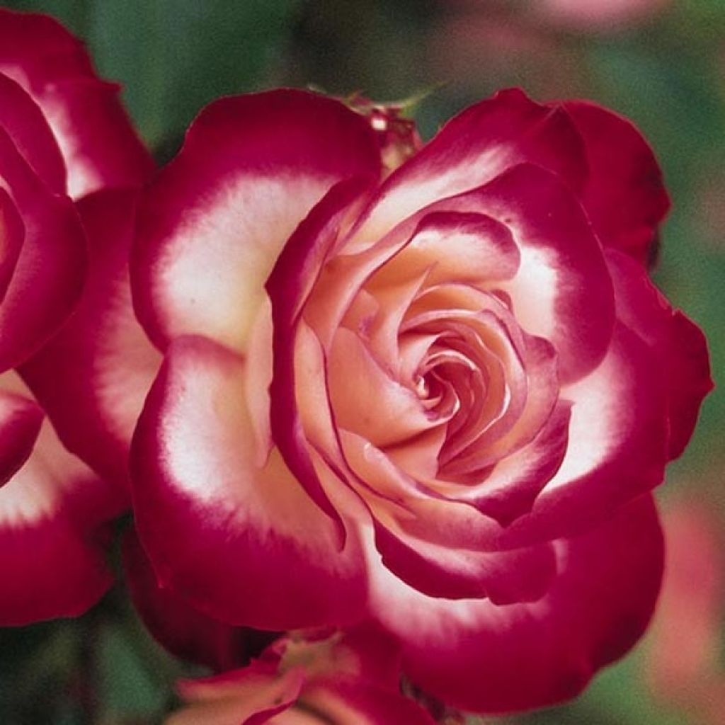Rosa Jubilé du Prince de Monaco - Stamroos
