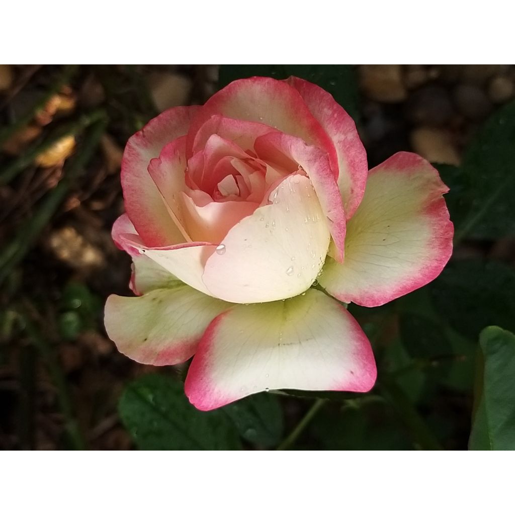 Rosa Jubilé du Prince de Monaco - Trosroos