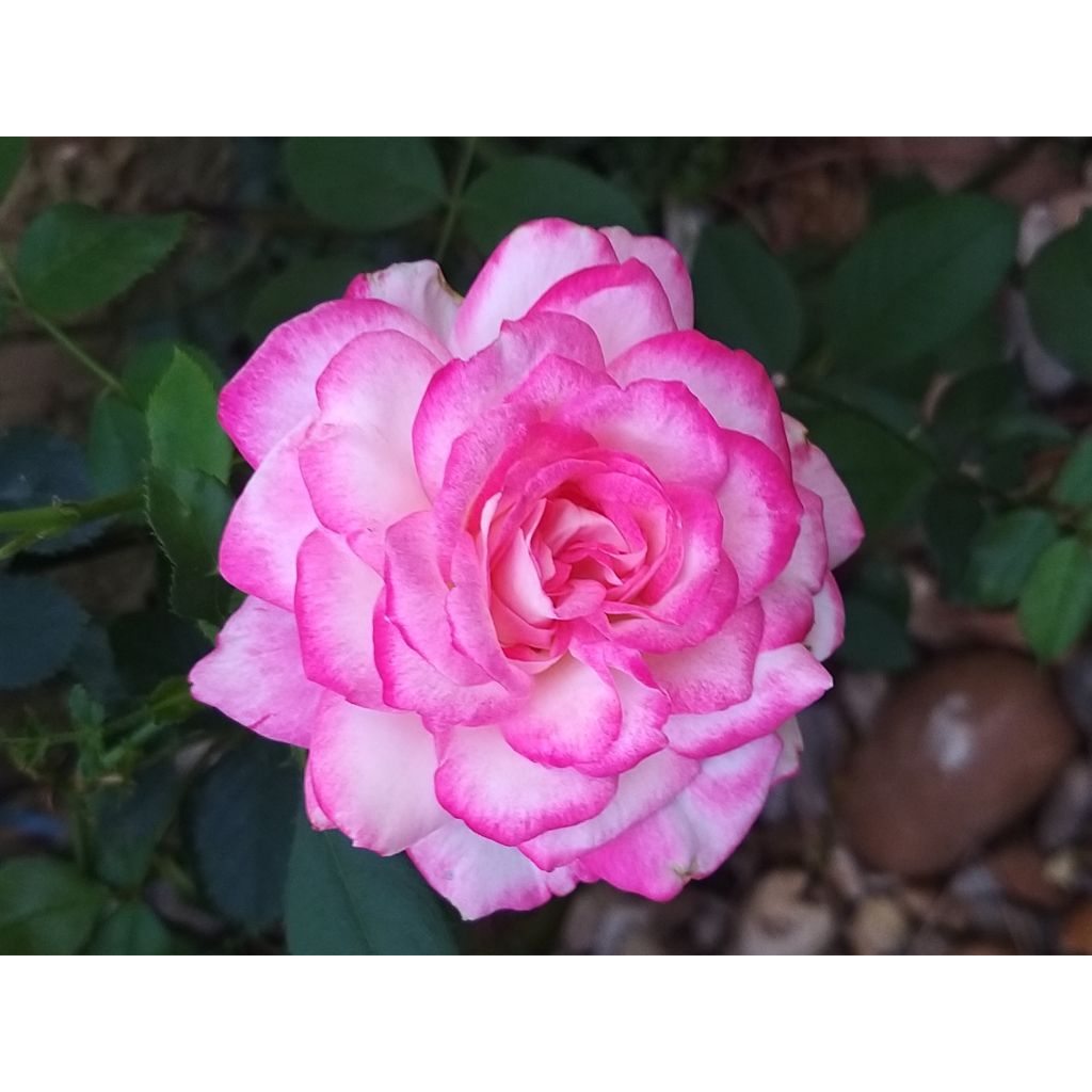 Rosa Jubilé du Prince de Monaco - Trosroos