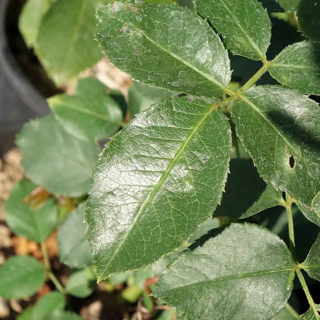 Rosa Jubilé du Prince de Monaco - Trosroos