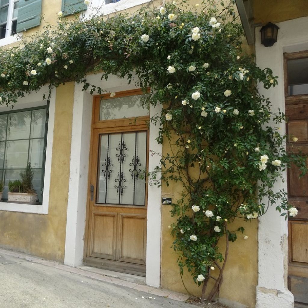 Rosa Albéric Barbier - Ramblerroos