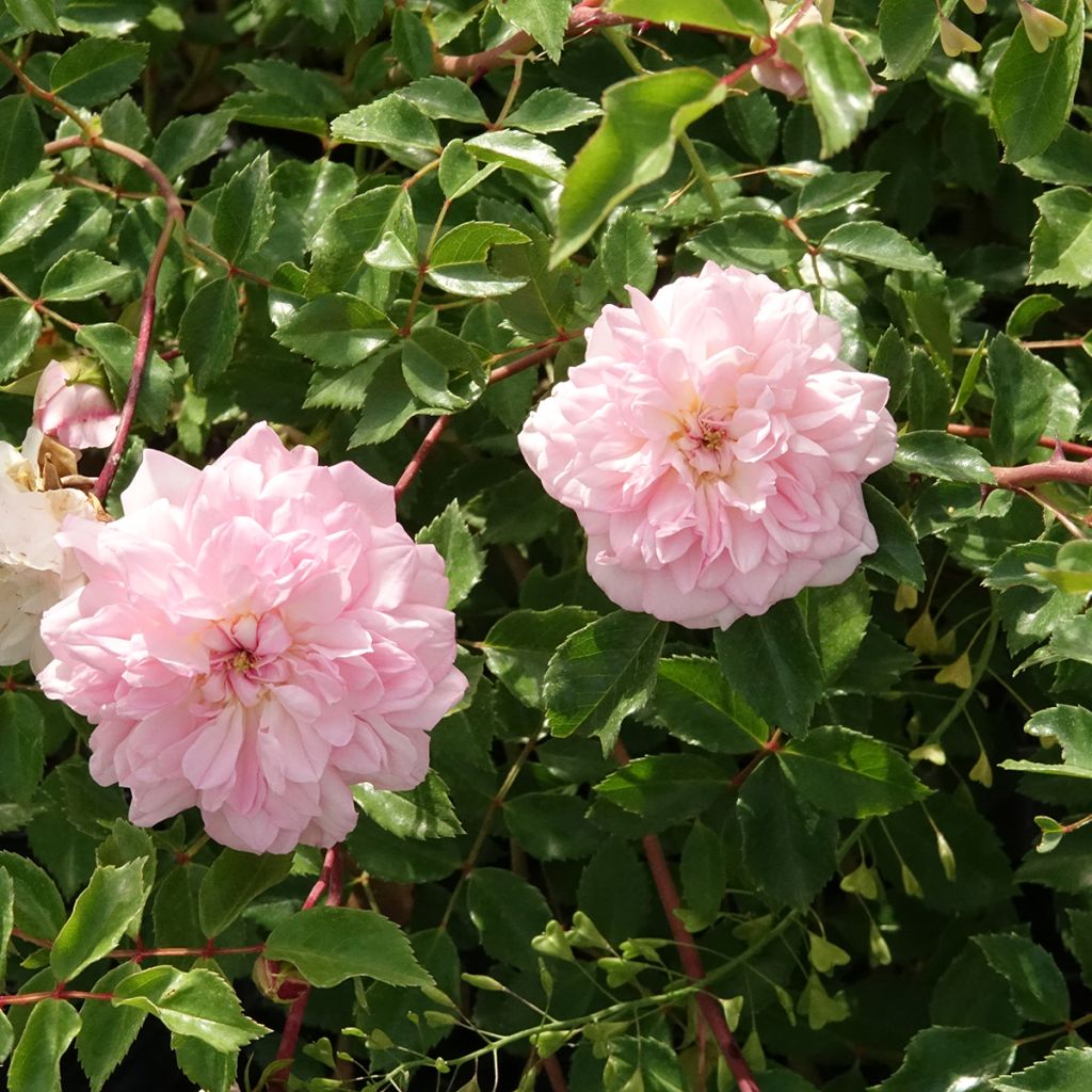 Rosa François Juranville - Ramblerroos