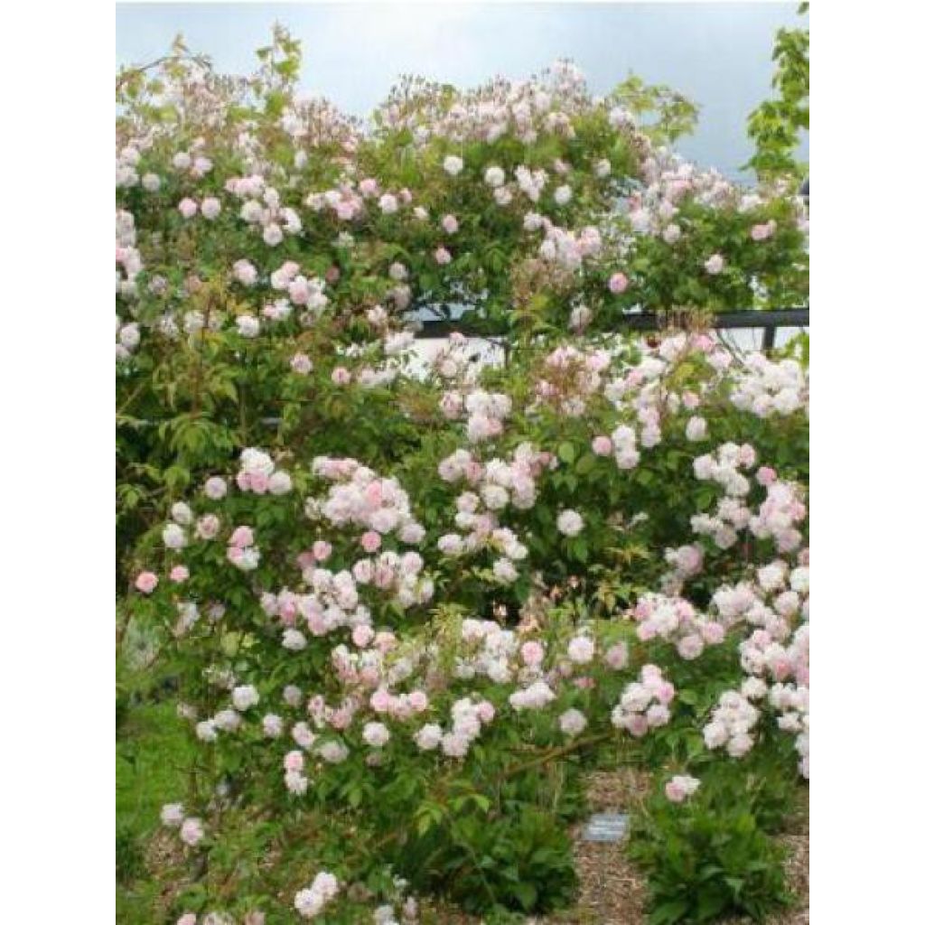 Rosa Paul's Himalayan Musk - Ramblerroos