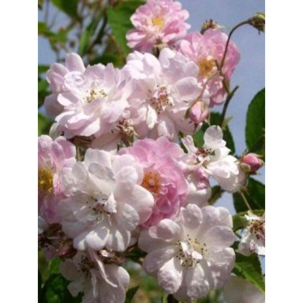 Rosa Paul's Himalayan Musk - Ramblerroos
