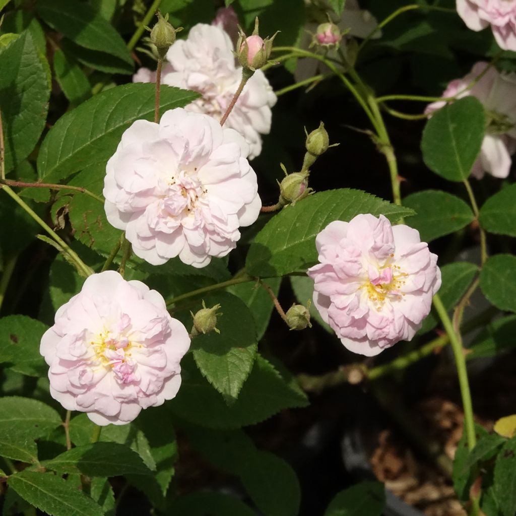 Rosa Paul's Himalayan Musk - Ramblerroos