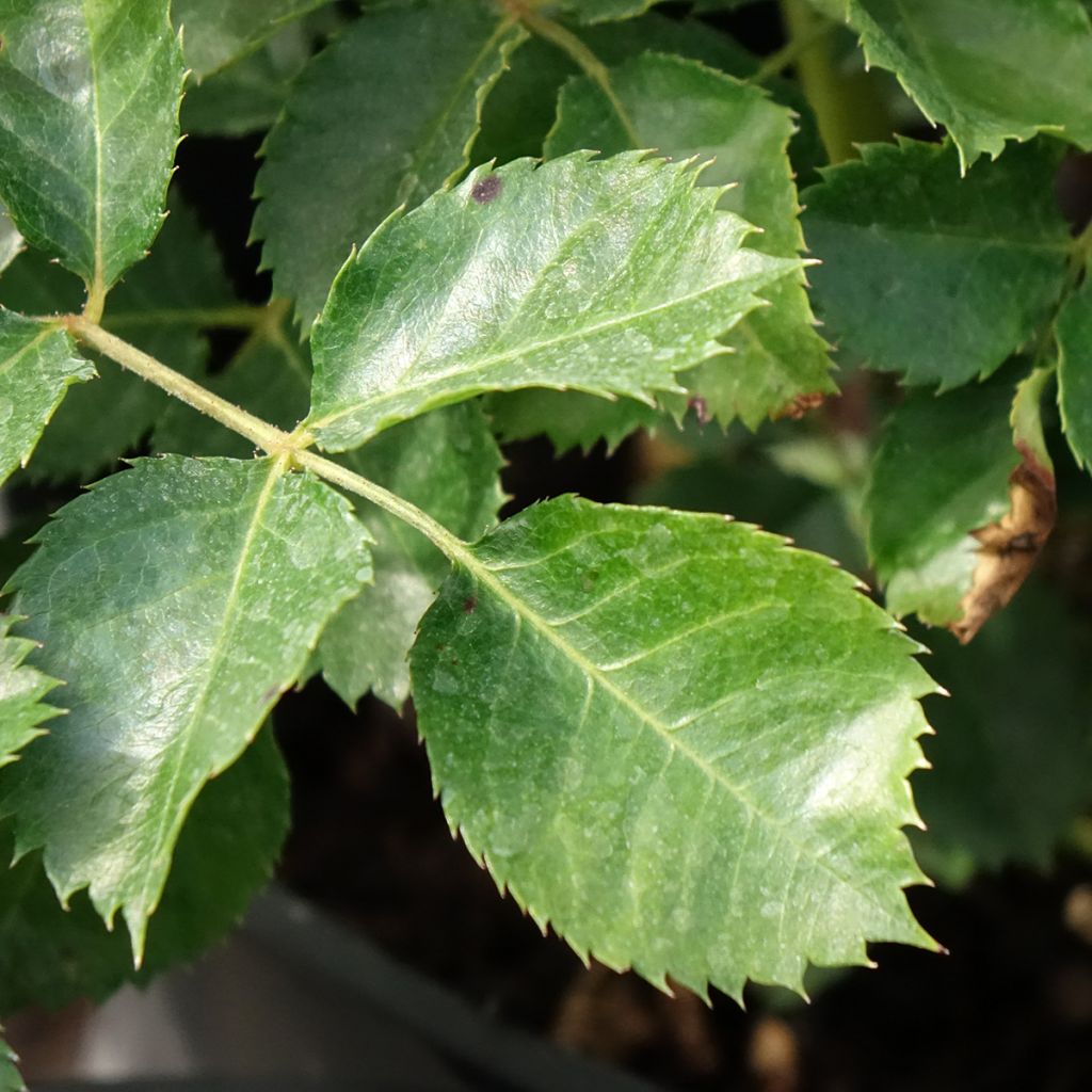 Rosa Aria Babylon Eyes - Struikroos