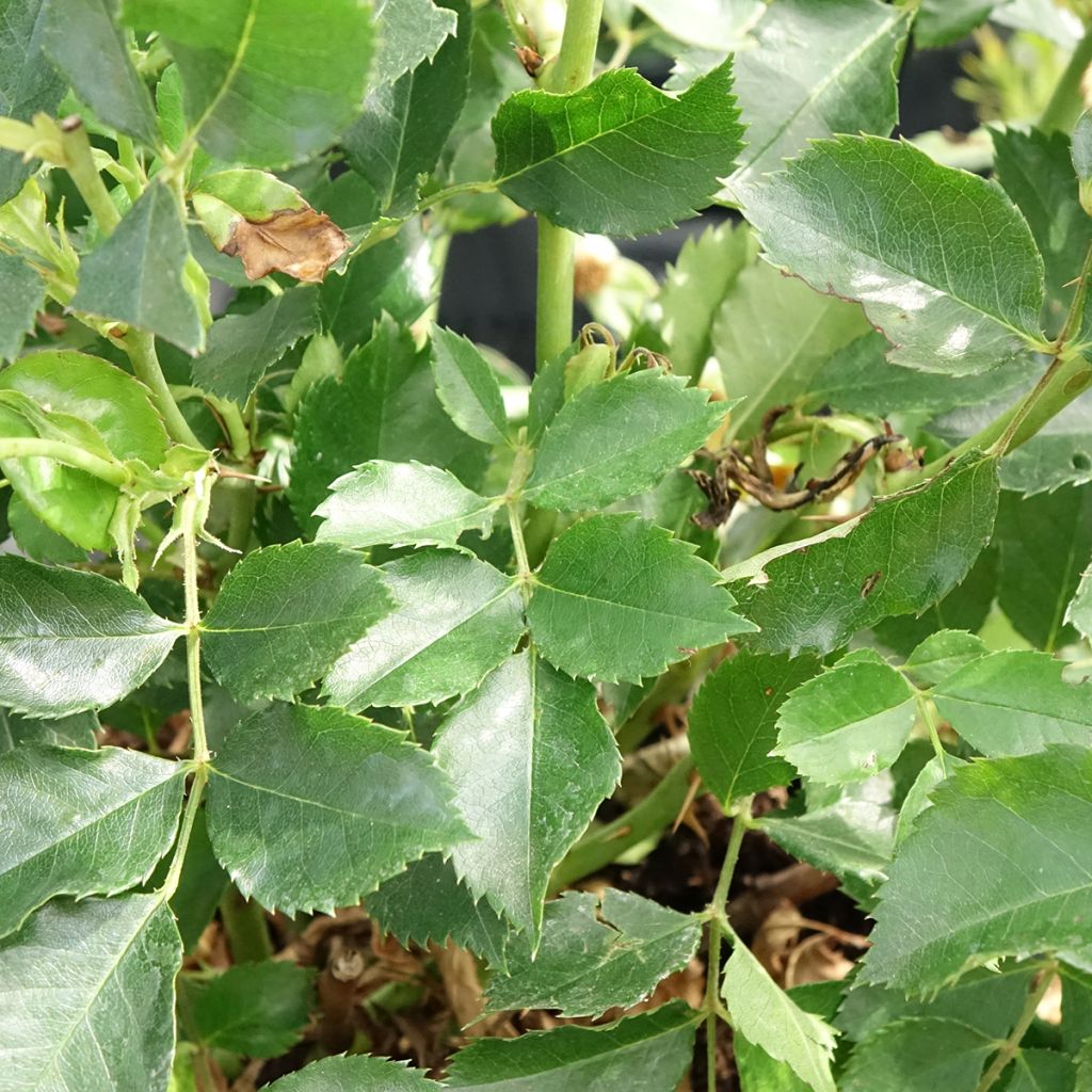 Rosa Glorious Babylon Eyes - Struikroos