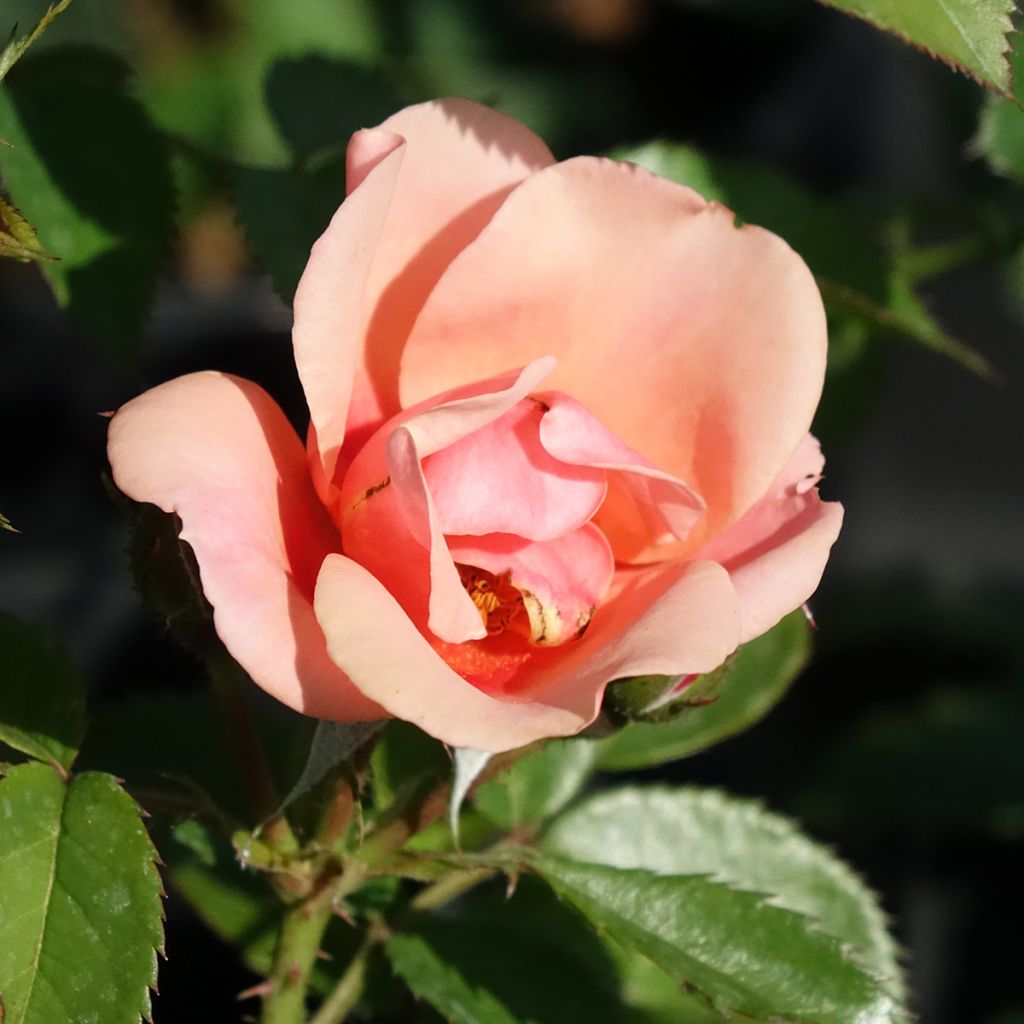 Rosa Maestro Babylon Eyes - Struikroos