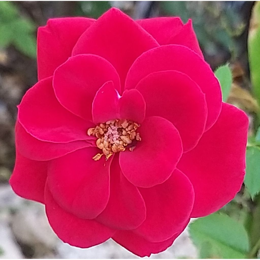 Rosa Ruby Ruby - Patioroos