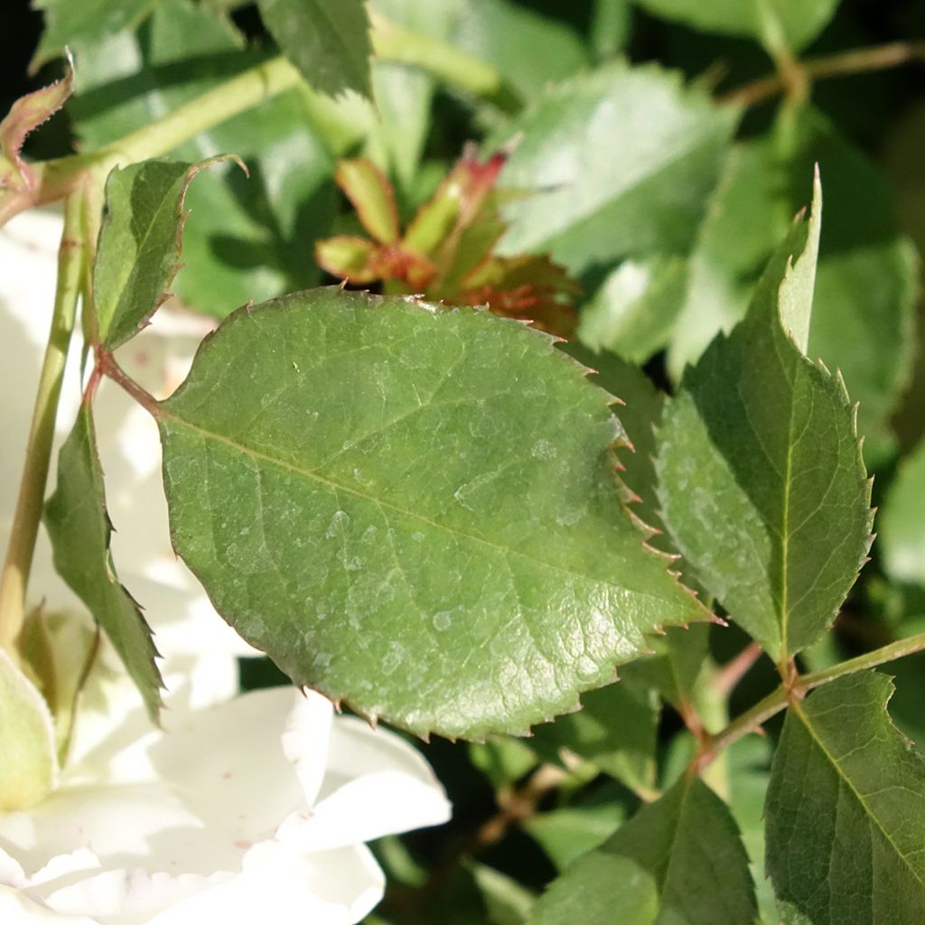 Rosa Schneeküsschen - Patioroos