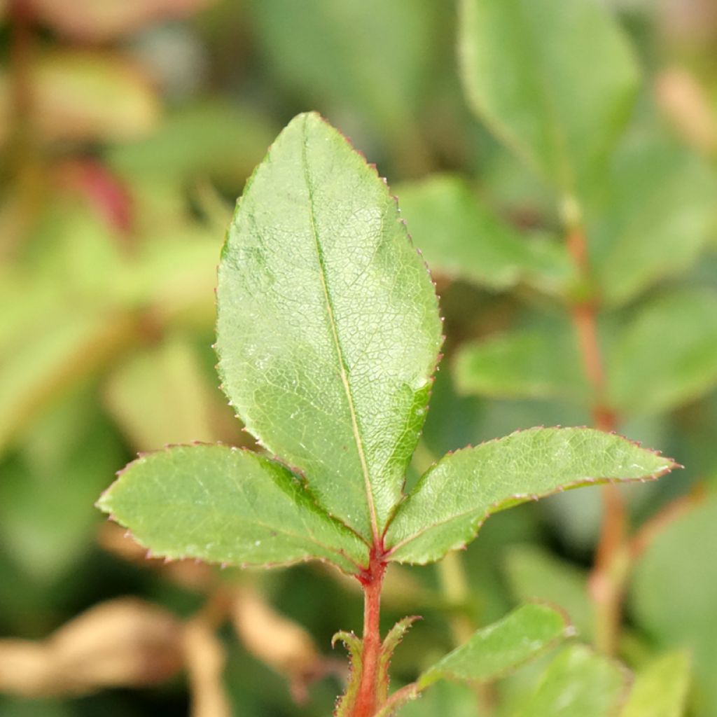 Rosa Zepeti - Patioroos