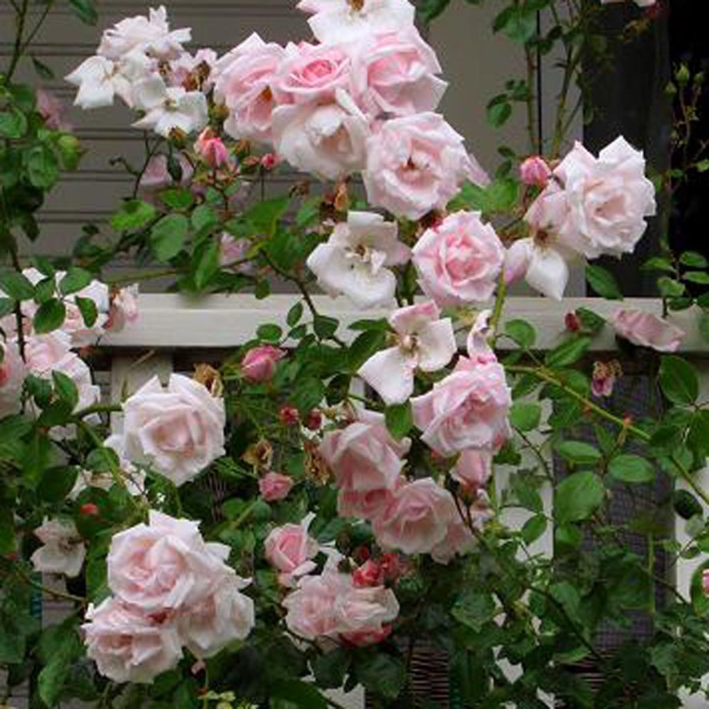 Rosa New Dawn - Klimroos