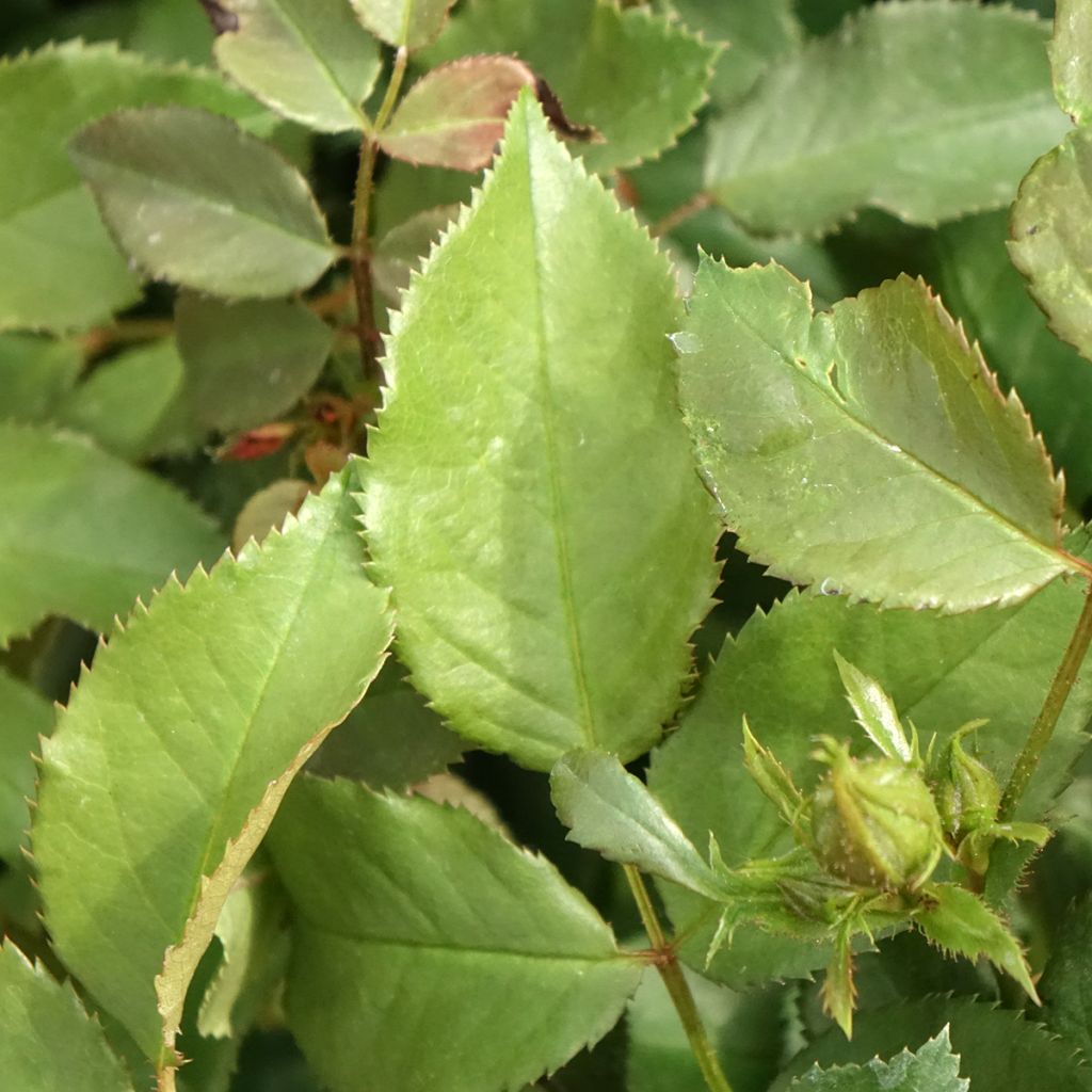 Rosa Xenia - Trosroos
