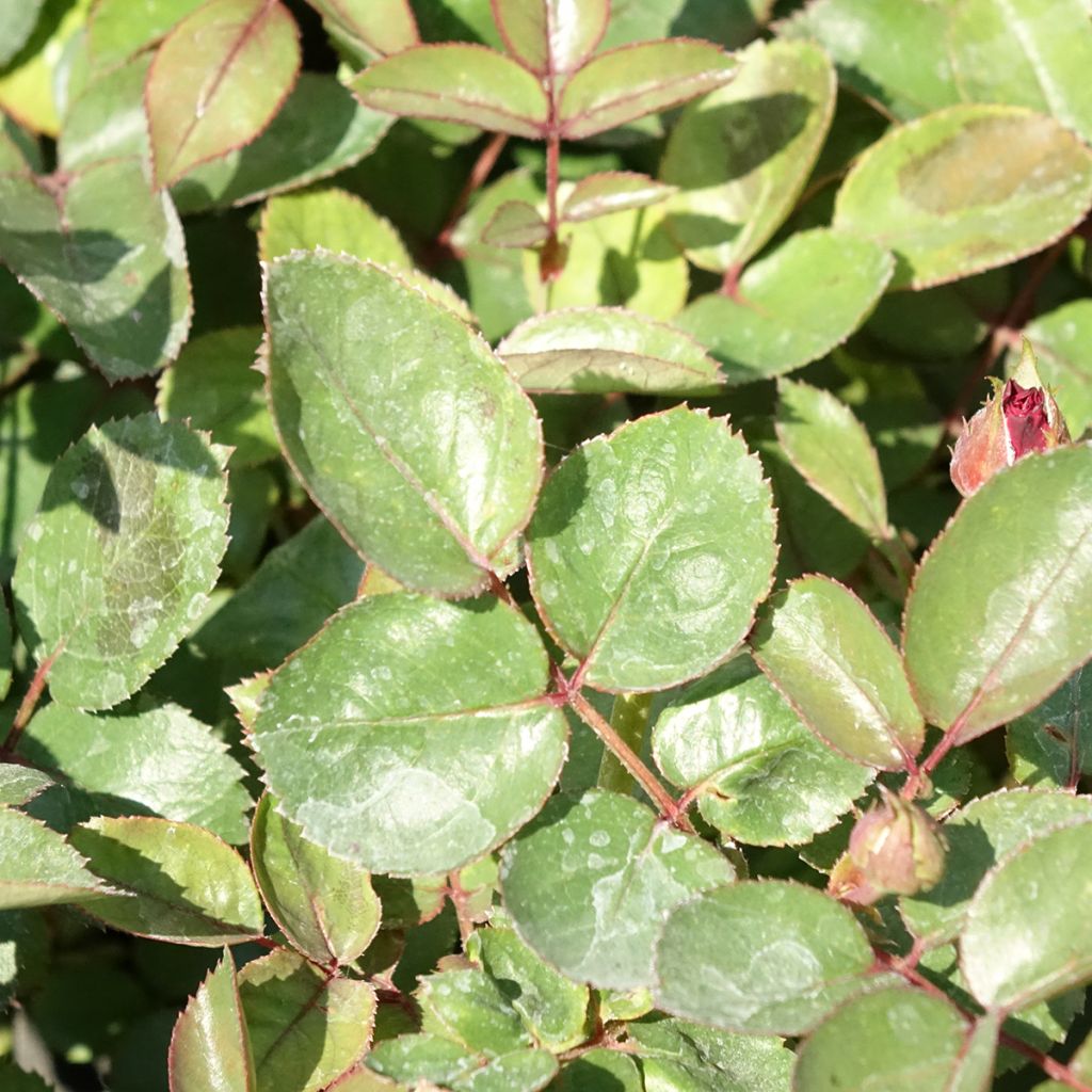 Rosa Belle de Grasse - Trosroos