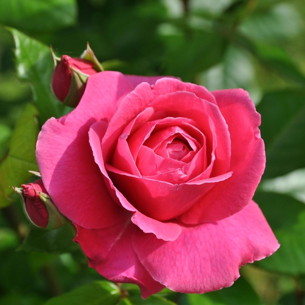 Rosa Naomi - Grootbloemige roos