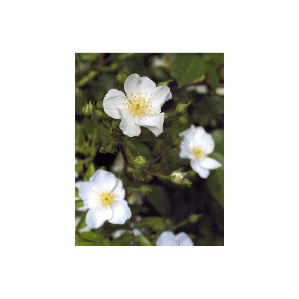 Rosa Rosanatura Alba - Trosroos