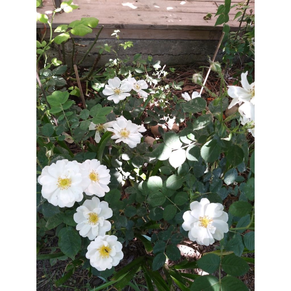 Rosa rugosa Alba - Hondsroos