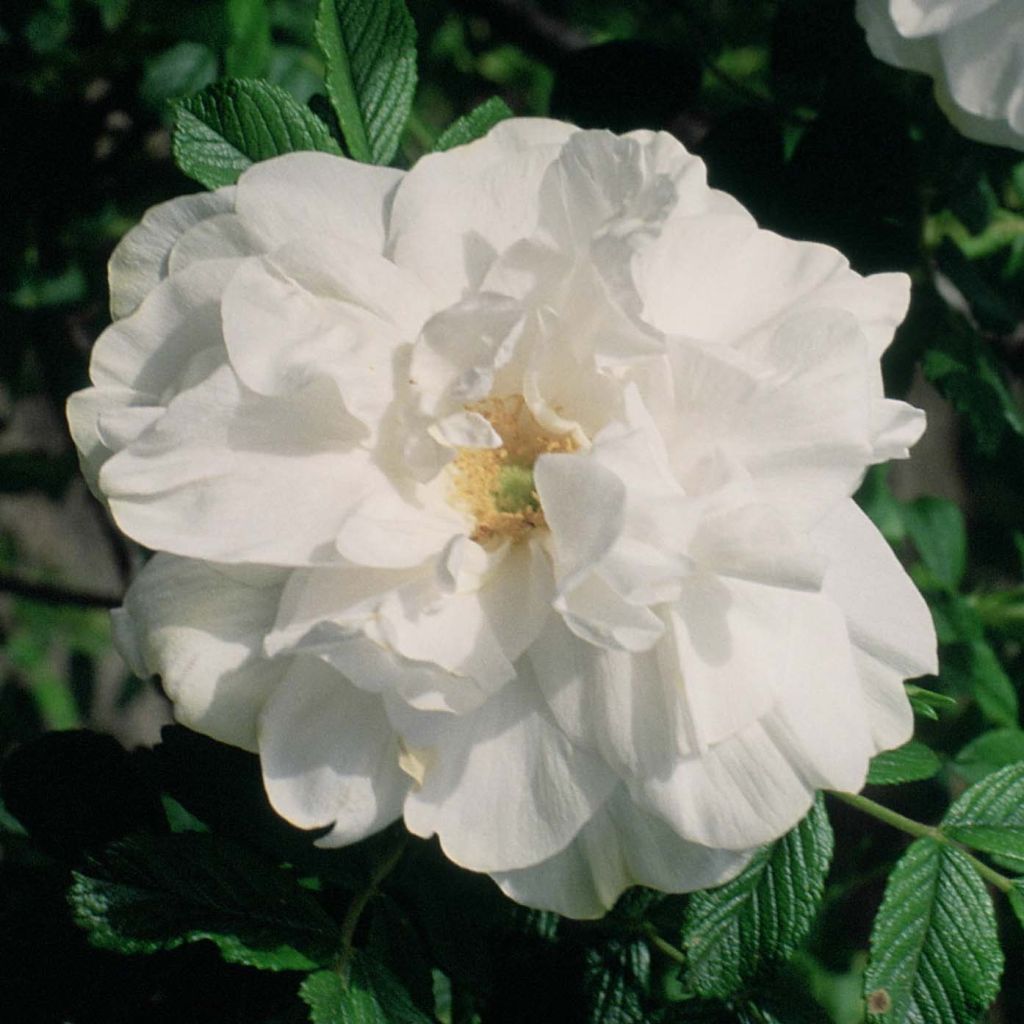Rosa rugosa Blanc Double de Coubert - Hondsroos