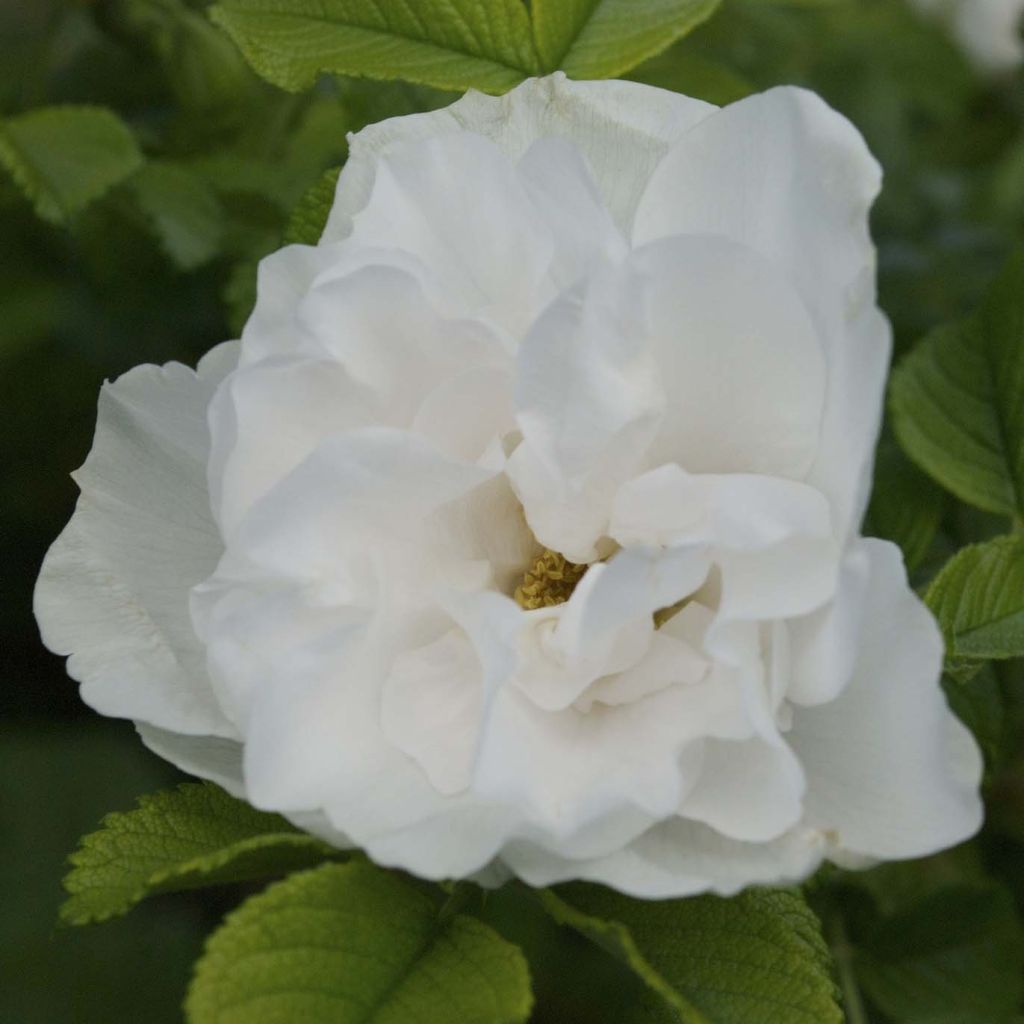 Rosa rugosa Blanc Double de Coubert - Hondsroos
